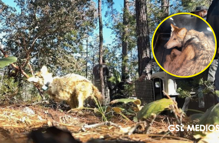 Notiespacio PV | Lobo mexicano regresa a Durango tras 50 años