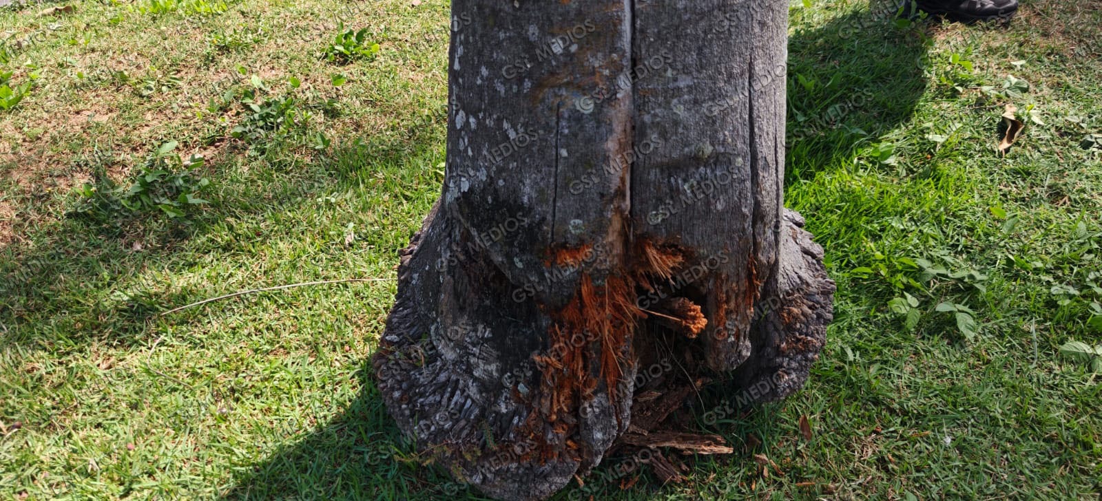Se "comió" la curva y terminó impactando contra una palmera en Fluvial Vallarta