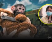 México ya tiene a su propio Punch: Yuji roba corazones