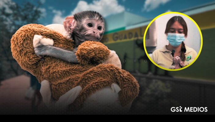 México ya tiene a su propio Punch: Yuji roba corazones