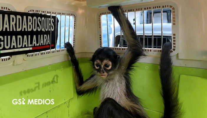 Mono araña perdido y nervioso irrumpe en una casa de Guadalajara