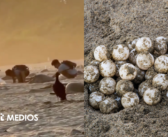 Graban extracción ilegal de huevos de tortuga en Oaxaca