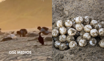 Notiespacio PV | Graban extracción ilegal de huevos de tortuga en Oaxaca