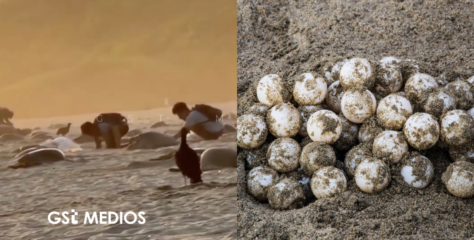 Graban extracción ilegal de huevos de tortuga en Oaxaca