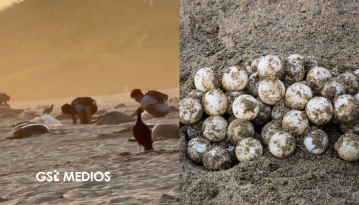 Graban extracción ilegal de huevos de tortuga en Oaxaca