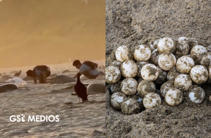 Notiespacio PV | Graban extracción ilegal de huevos de tortuga en Oaxaca