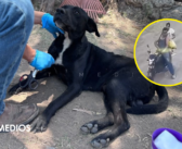 Perrito “Bubu” lucha por sanar tras ataque a balazos en El Salto