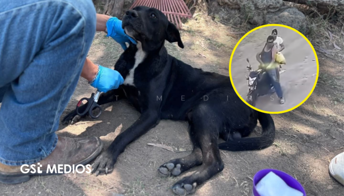 Perrito “Bubu” lucha por sanar tras ataque a balazos en El Salto