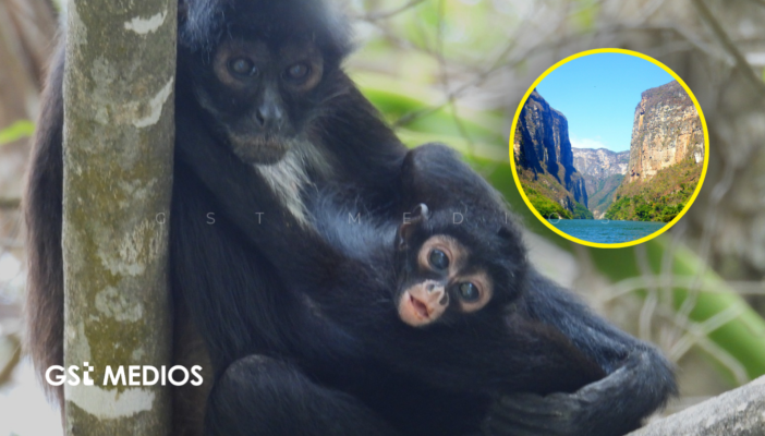 A punto de extinguirse, el mono araña logra nuevo nacimiento en Chiapas