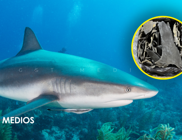 Desde México: decomisan 50 mil aletas de tiburón rumbo a China