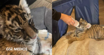 Cachorra de tigre de Bengala es rescatada de casa en Xochimilco