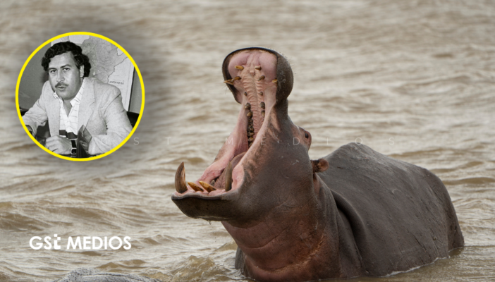 De la eutanasia a India: Buscan rescatar a hipopótamos de Escobar