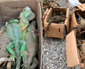 Iban amontonadas: Denuncian saqueo de 192 iguanas verdes en Oaxaca