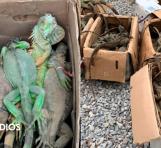 Iban amontonadas: Denuncian saqueo de 192 iguanas verdes en Oaxaca