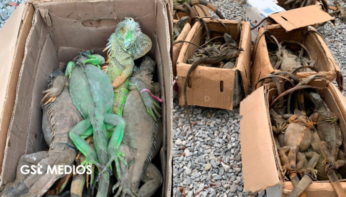 Iban amontonadas: Denuncian saqueo de 192 iguanas verdes en Oaxaca