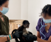 Aseguran aves y cría de monos en Veracruz; investigan tráfico de fauna