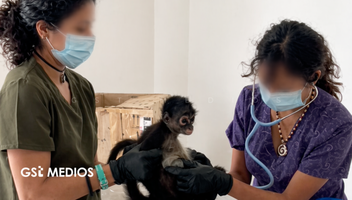 Aseguran aves y cría de monos en Veracruz; investigan tráfico de fauna