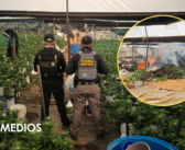 Fiscalía inhabilita invernadero con más de mil 400 plantas de marihuana en Tequila