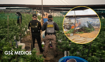 Fiscalía inhabilita invernadero con más de mil 400 plantas de marihuana en Tequila