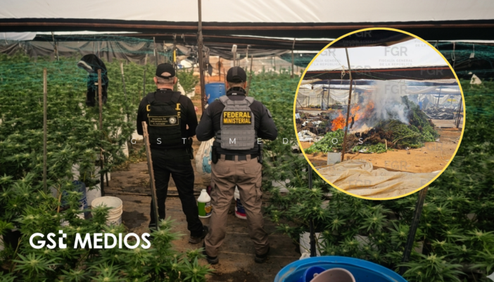 Fiscalía inhabilita invernadero con más de mil 400 plantas de marihuana en Tequila