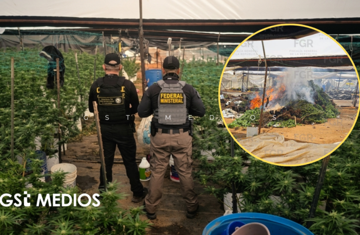 Fiscalía inhabilita invernadero con más de mil 400 plantas de marihuana en Tequila