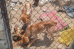 Rescatan a siete animales víctimas de maltrato y desnutrición en Zapopan