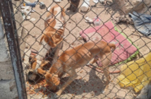Rescatan a siete animales víctimas de maltrato y desnutrición en Zapopan