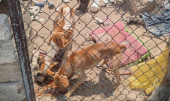 Rescatan a siete animales víctimas de maltrato y desnutrición en Zapopan