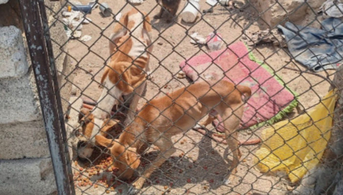Rescatan a siete animales víctimas de maltrato y desnutrición en Zapopan