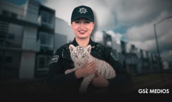 Cachorro de tigre es resguardado tras aparecer en fraccionamiento de Tlajomulco