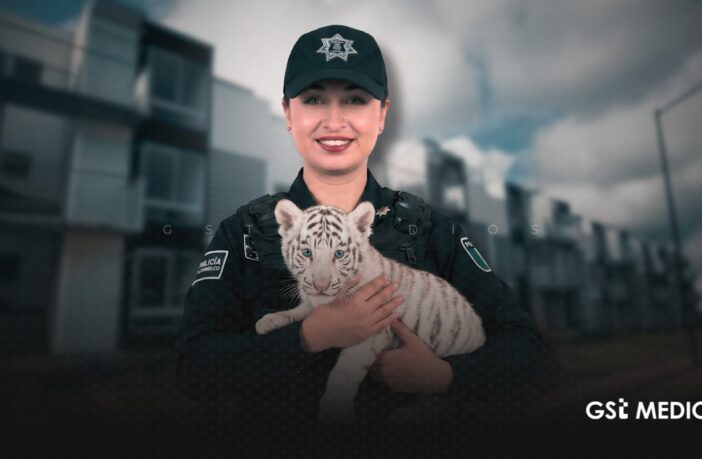 Cachorro de tigre es resguardado tras aparecer en fraccionamiento de Tlajomulco