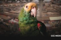 Profepa rescata 99 aves en el mercado San Juan de Dios en Guadalajara