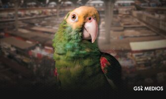 Profepa rescata 99 aves en el mercado San Juan de Dios en Guadalajara