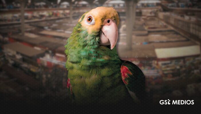 Profepa rescata 99 aves en el mercado San Juan de Dios en Guadalajara
