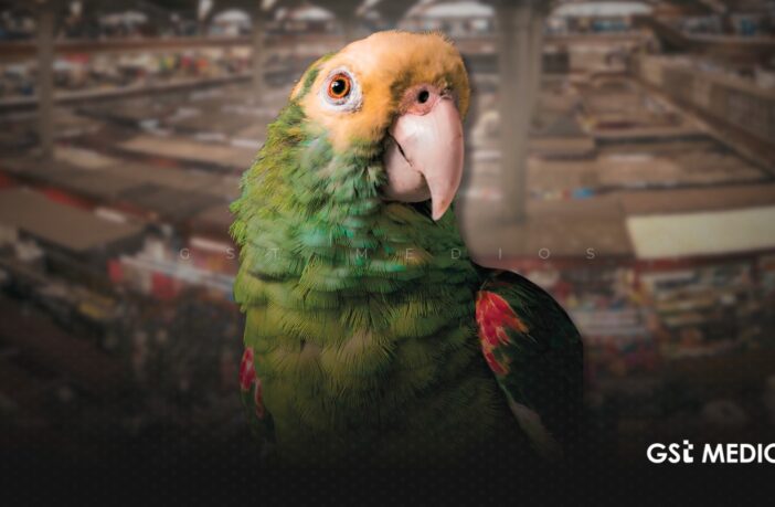Profepa rescata 99 aves en el mercado San Juan de Dios en Guadalajara