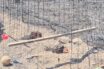 Incendio en pastizal deja seis gallos muertos en la zona alta de El Pitillal