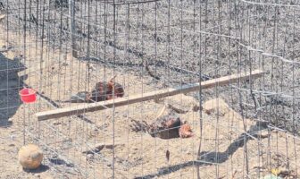 Incendio en pastizal deja seis gallos muertos en la zona alta de El Pitillal