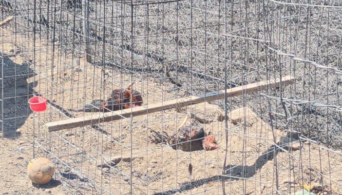 Incendio en pastizal deja seis gallos muertos en la zona alta de El Pitillal
