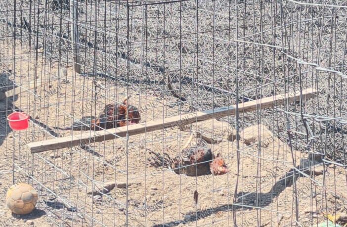 Incendio en pastizal deja seis gallos muertos en la zona alta de El Pitillal