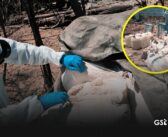 Aseguran tres narcolaboratorios en Sinaloa y decomisan cuatro toneladas de droga