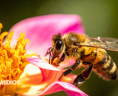 Pequeñas guardianas de la vida: el mundo celebra a las abejas este 20 de mayo