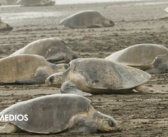 Miles de tortugas golfinas regresan a Oaxaca y anuncian una nueva vida en Playa Escobilla