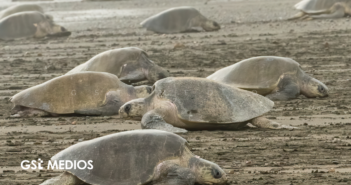 Miles de tortugas golfinas regresan a Oaxaca y anuncian una nueva vida en Playa Escobilla
