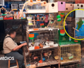 Profepa asegura 34 animales silvestres en mercado de Mérida