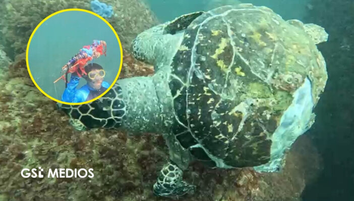 Alertan por muerte de tortugas en Acapulco por contaminación marina