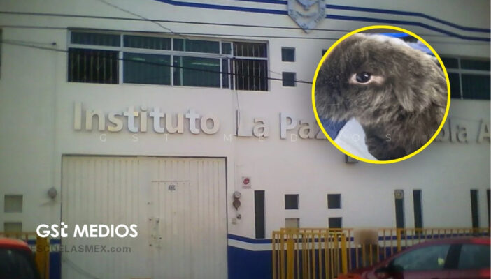 Causa indignación presunta crueldad animal en escuela de Puebla