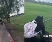 Indignación en San Luis Potosí: hombre dispara a dos perros sin motivo