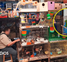 Profepa asegura 34 animales silvestres en mercado de Mérida