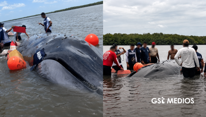Ballena logra liberarse tras dos días de rescate en el Canal de Cuautla