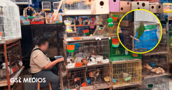 Profepa asegura 34 animales silvestres en mercado de Mérida